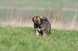 DOGUE DU TIBET 281
